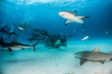 Bahamalar, Karayipler resif köpek balığı