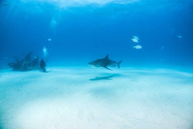 Kaplan köpekbalığı Bahamalar 'da, Tigerbeach' de