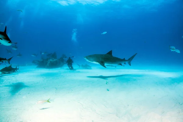 Tigerhaj vid Tigerbeach, Bahamas — Stockfoto