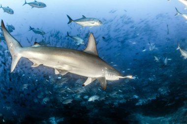 Cocos Adası, Kosta Rika 'da çekiç başlı köpekbalığı.