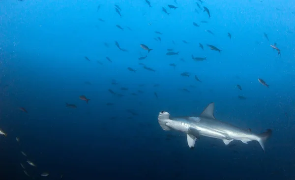 Hammerhead haai op Cocos Island, Costa Rica — Stockfoto