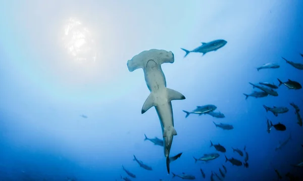 Tiburón Martillo en la Isla Cocos, Costa Rica — Foto de Stock