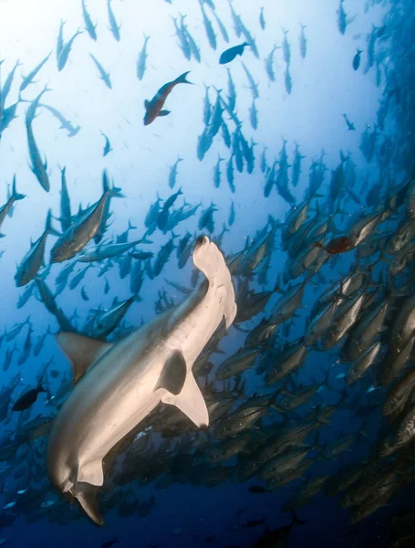 Hammerhead Shark at Cocos Island, Costa Rica — стокове фото