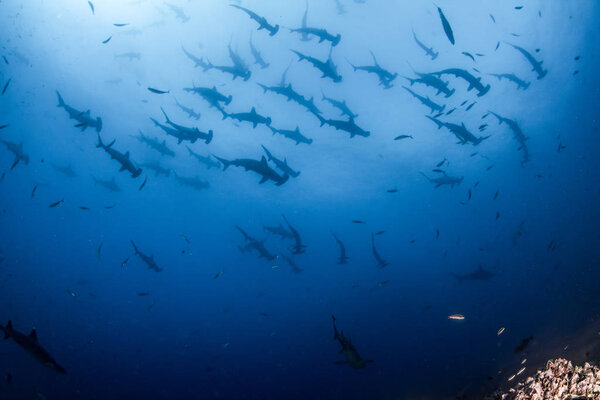 Hammerhead Shark at Cocos Island, Costa Rica — Stock Photo, Image