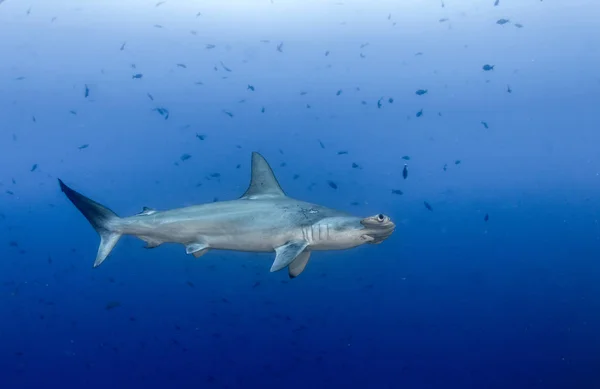 Hammerhead Shark at Cocos Island, Costa Rica — Stock Photo, Image