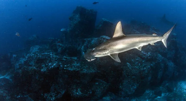 Tiburón Martillo en la Isla Cocos, Costa Rica —  Fotos de Stock