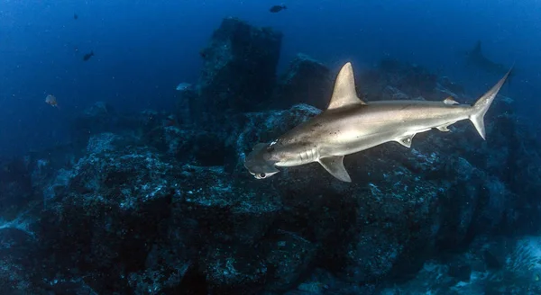 Hammerhead Shark at Cocos Island, Costa Rica — kuvapankkivalokuva