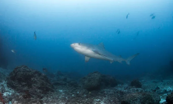 Tigerhai am Tigerstrand, Bahamas — Stockfoto