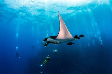 Manta Ray Islas Revillagigedos, Meksika