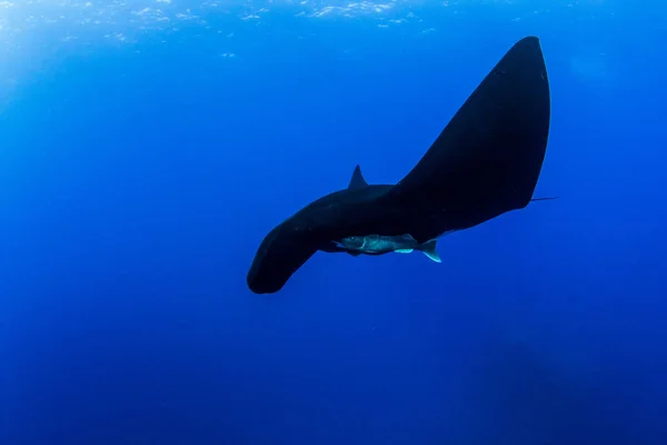 Zwarte Manta Ray in Islas Revillagigedos, Mexico — Stockfoto