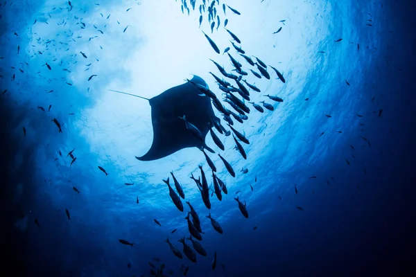Manta Ray Islas Revillagigedos, Meksika