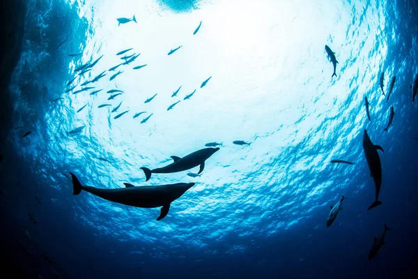 Botlenose Delfin podczas nurkowania w Meksyku — Zdjęcie stockowe