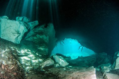 Scuba diving in the Casa Cenote, Tulum, Mexico