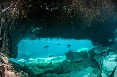 Scuba diving in the Casa Cenote, Tulum, Mexico