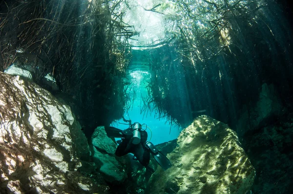 Scuba diving in the Casa Cenote, Tulum, Mexico