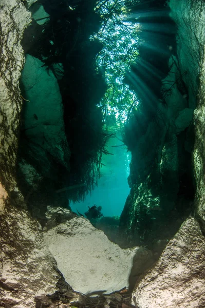 Scuba diving in the Casa Cenote, Tulum, Mexico — Stock Photo, Image