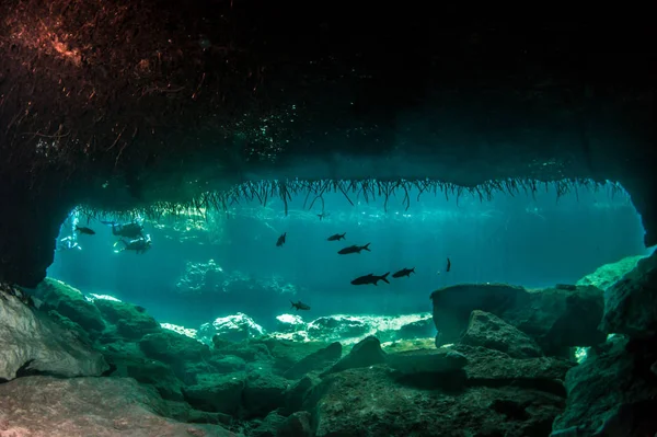 Scuba diving in the Casa Cenote, Tulum, Mexico — Stock Photo, Image