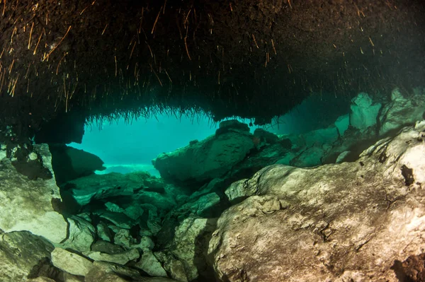 Plongée sous-marine dans la Casa Cenote, Tulum, Mexique — Photo