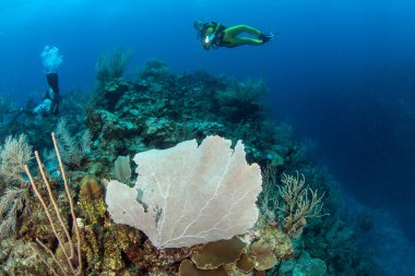 Belize 'de tüplü dalış