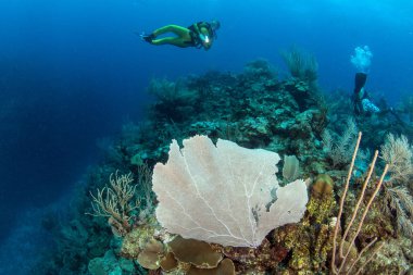 Belize 'de tüplü dalış