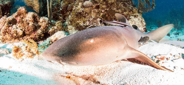 Belize 'de tüplü dalış sırasında hemşire köpekbalığı. — Stok fotoğraf