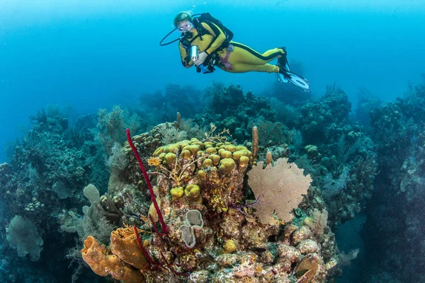 Mavi Delik Belize Tüplü Dalış — Stok fotoğraf