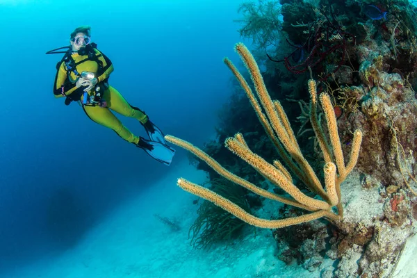 Foro blu Belize Immersioni subacquee — Foto Stock