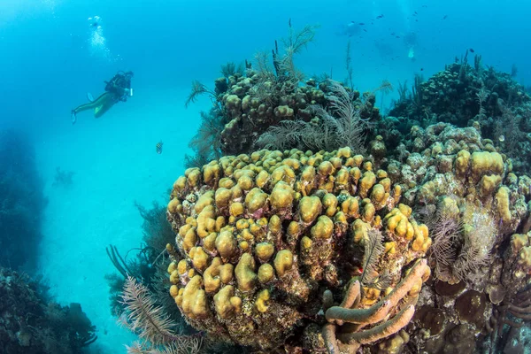 Foro blu Belize Immersioni subacquee — Foto Stock
