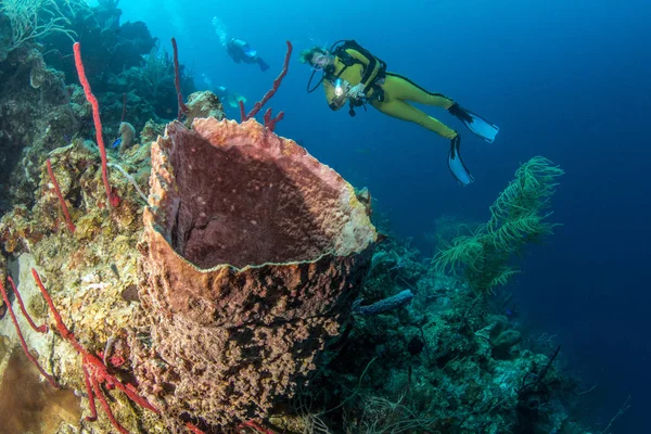 Foro blu Belize Immersioni subacquee — Foto Stock