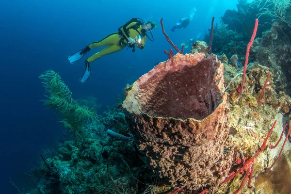 Blue Hole Belize potápění — Stock fotografie