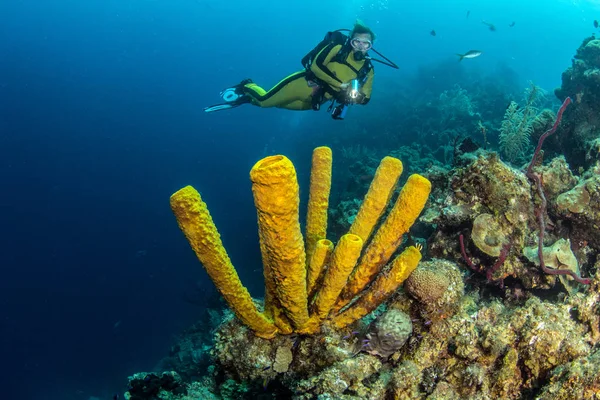 Blue Hole Belize Mergulho — Fotografia de Stock