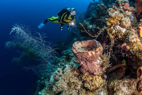 Blue Hole Belize potápění — Stock fotografie