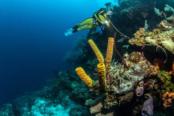 Blue Hole Belize Mergulho — Fotografia de Stock