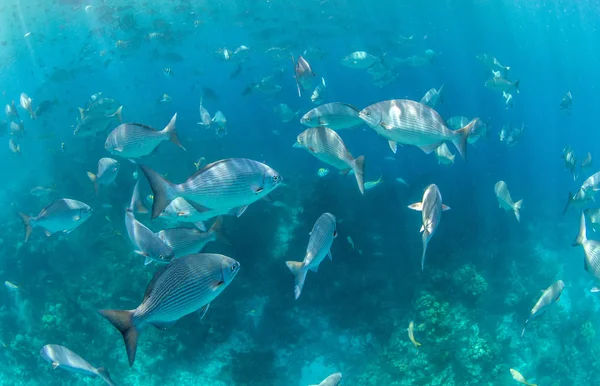 Blue Hole Belize Nurkowanie — Zdjęcie stockowe