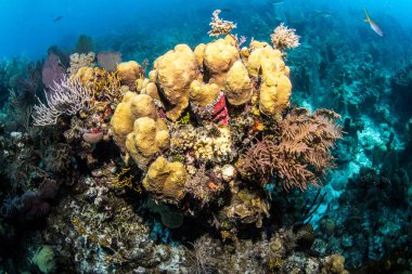 Mavi Delik Belize Tüplü Dalış