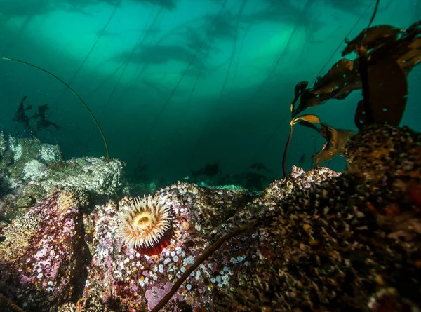 Potápění v Britské Kolumbii, Kanada — Stock fotografie