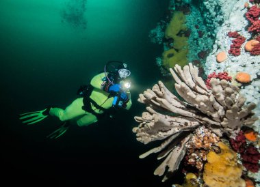 Scuba diving British Columbia, Kanada