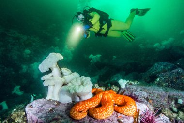 Scuba diving British Columbia, Kanada