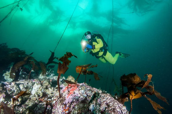 브리티시 컬럼비아, 캐나다에서에서 스쿠버 다이빙 — 스톡 사진