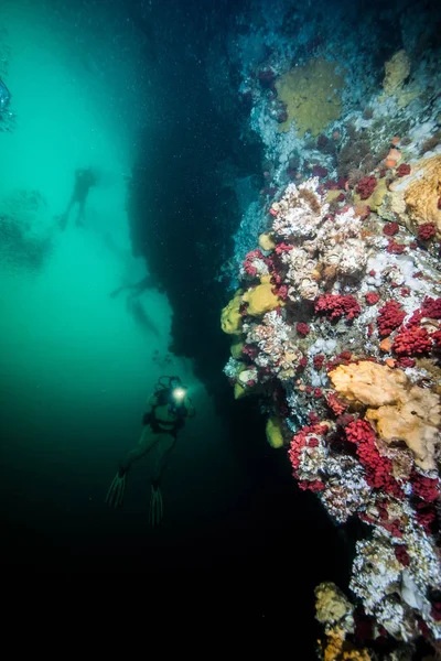 Potápění v Britské Kolumbii, Kanada — Stock fotografie