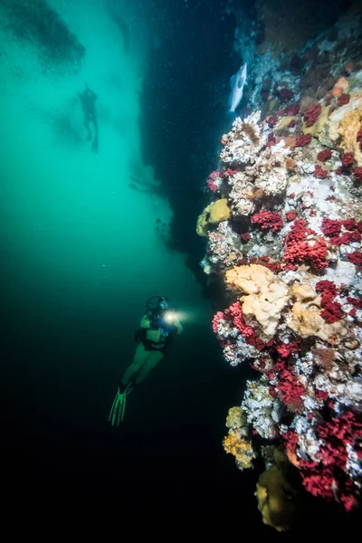 Potápění v Britské Kolumbii, Kanada — Stock fotografie