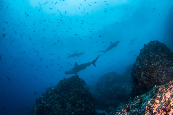 Kalapácsfejű cápa a Costa Ricai Cocos-szigeten — Stock Fotó
