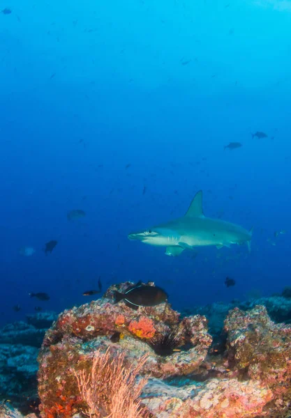 Cocos Adası, Kosta Rika 'da çekiç başlı köpekbalığı. — Stok fotoğraf