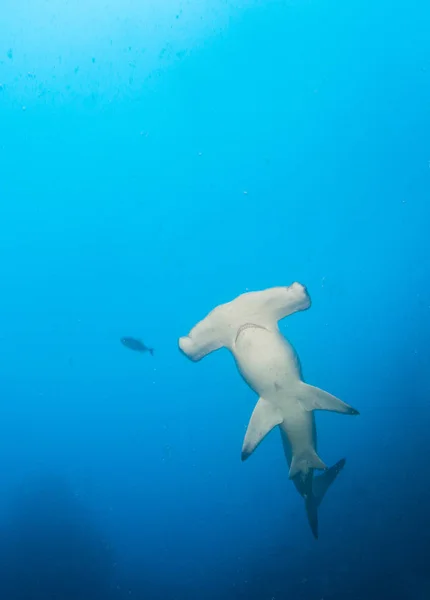 Tiburón Martillo en la Isla Cocos, Costa Rica —  Fotos de Stock