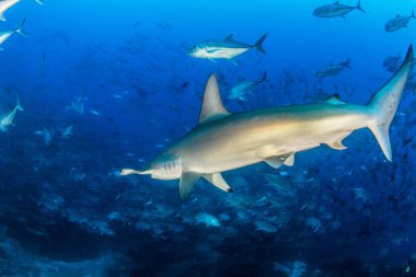 Cocos Adası, Kosta Rika 'da çekiç başlı köpekbalığı.