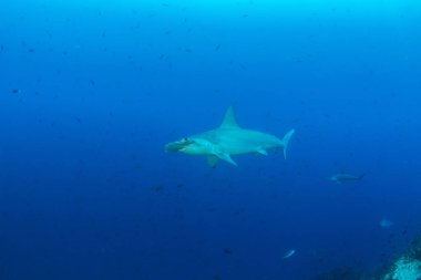 Cocos Adası, Kosta Rika 'da çekiç başlı köpekbalığı.