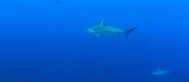 Cocos Adası, Kosta Rika 'da çekiç başlı köpekbalığı.