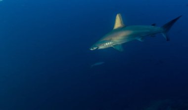 Cocos Adası, Kosta Rika 'da çekiç başlı köpekbalığı.