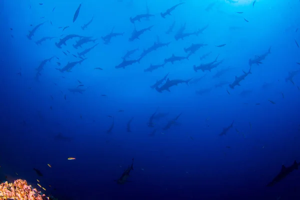 Hammerhead Shark at Cocos Island, Costa Rica — стокове фото