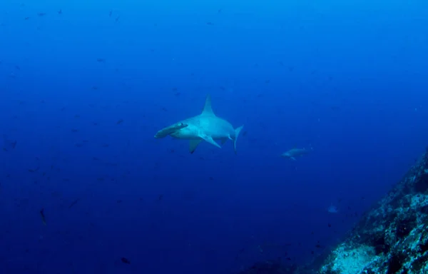 Hammerhead Shark at Cocos Island, Costa Rica — kuvapankkivalokuva